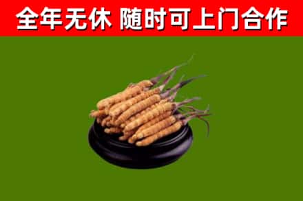 朔州回收散虫草